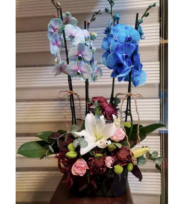 4 Dal Alacalı Mavi Orkide Aranjman